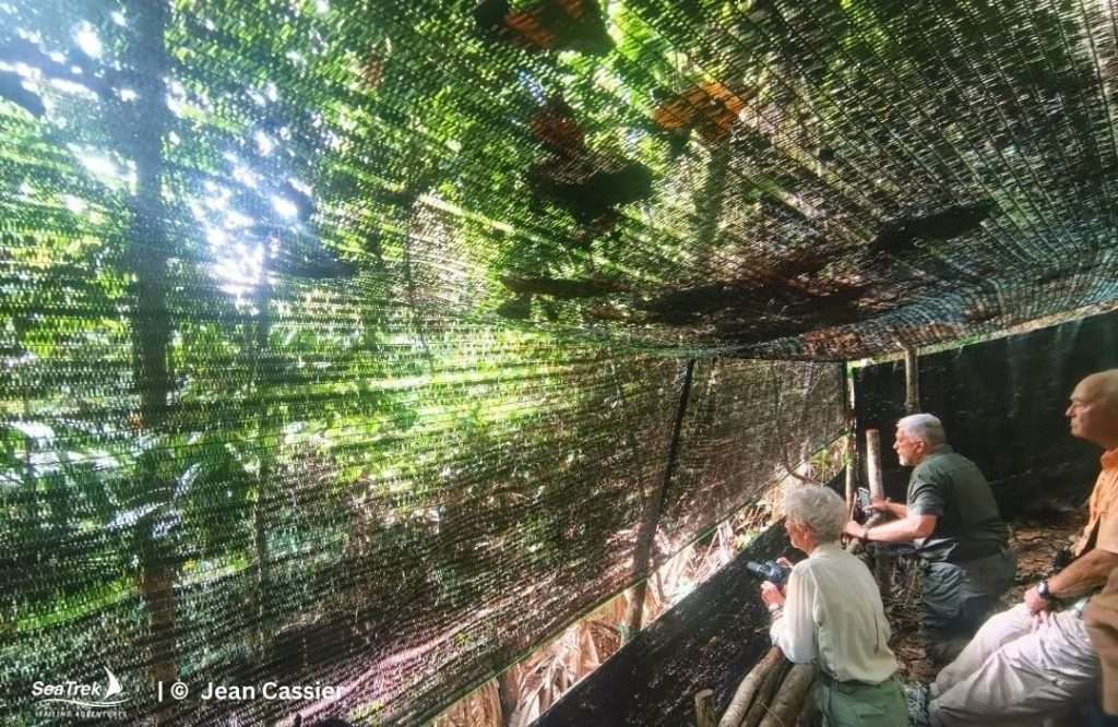 birdwatching the birds of paradise in raja ampat