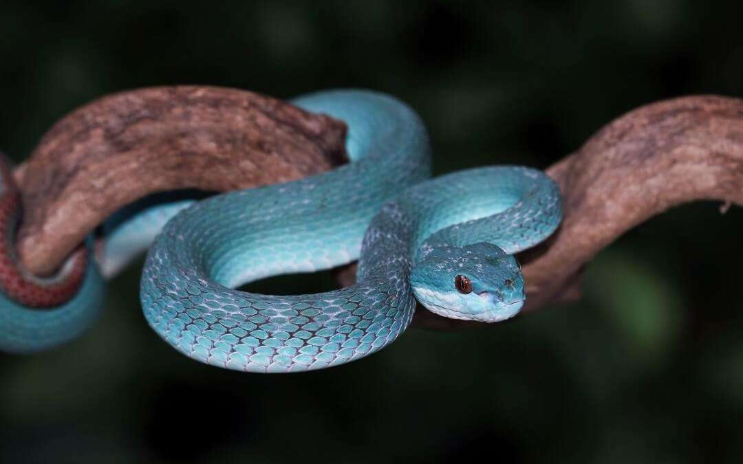 blue pit viper is a snake species can be found in komodo