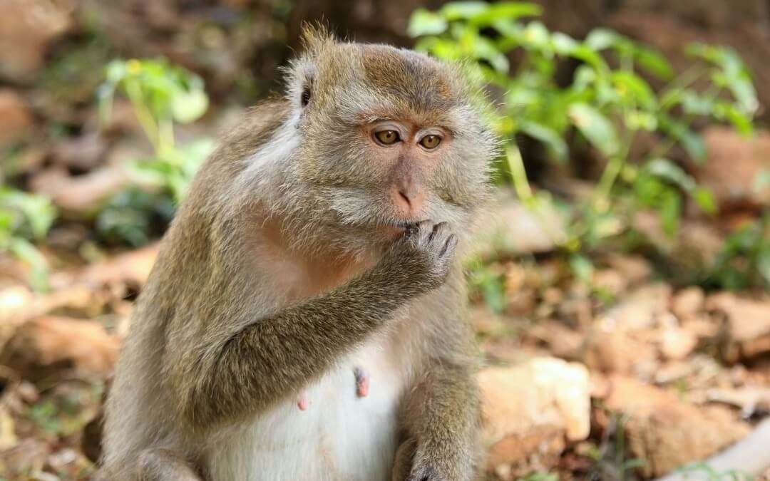 crab-eating macaque or long-tail macaque in komodo
