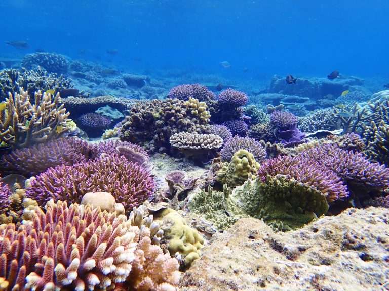 underwater spots Indonesia