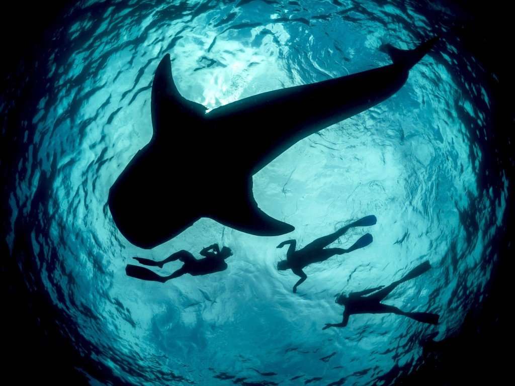 whale sharks whale sharks