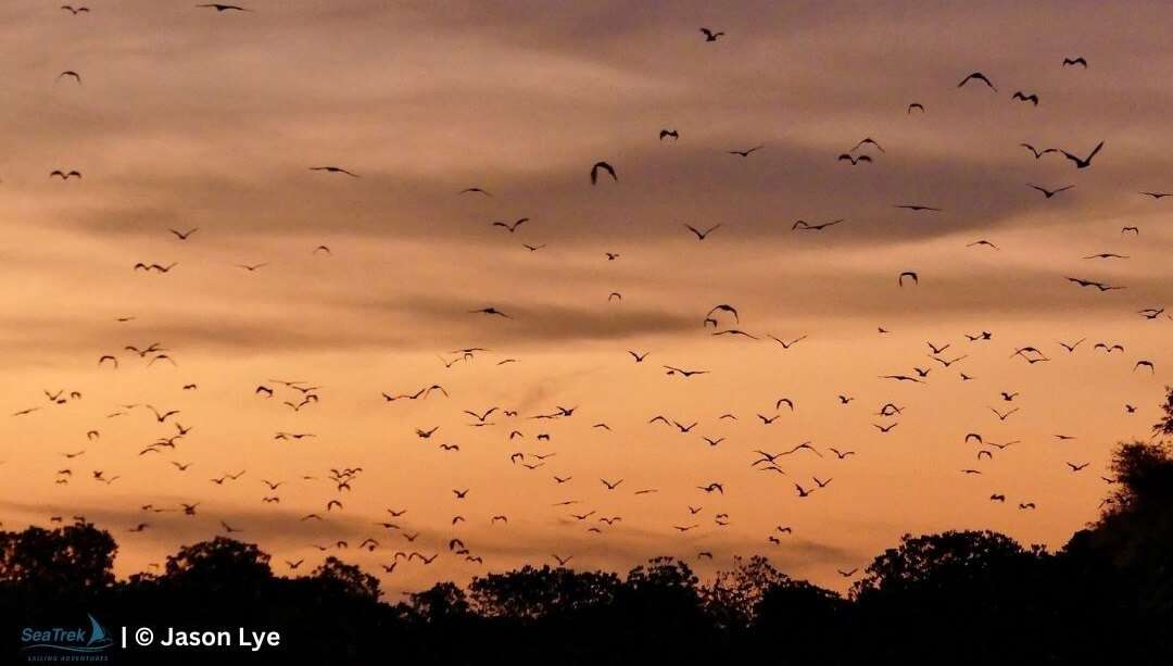 flying foxes in kalong island, east of komodo island