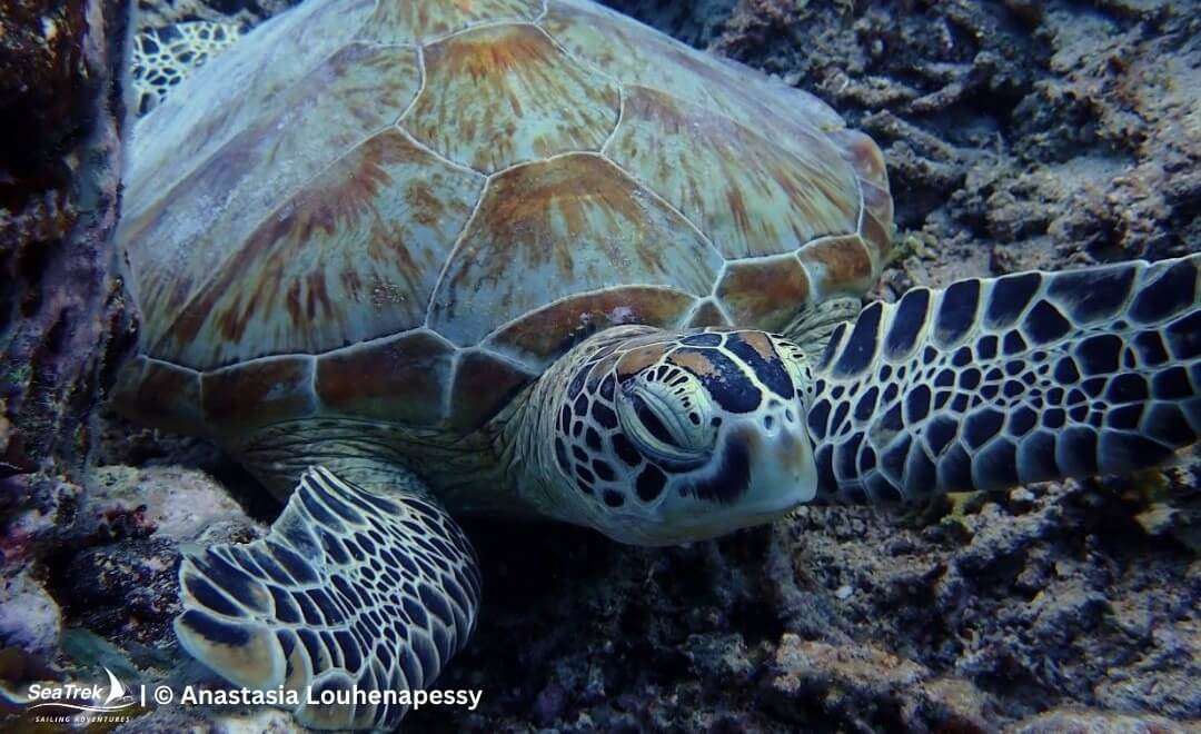 green turtle in komodo