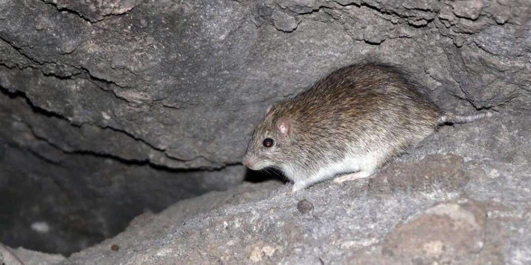komodo rat is endemic species in komodo and can be found in rinca island