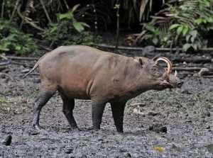 Babirusa