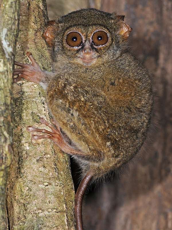 Tarsier. Photographed by Dr. George Beccaloni.