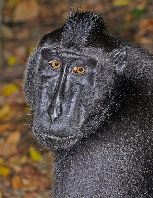 Sulawesi Black Crested Macaque. Photographed by Dr. George Beccaloni