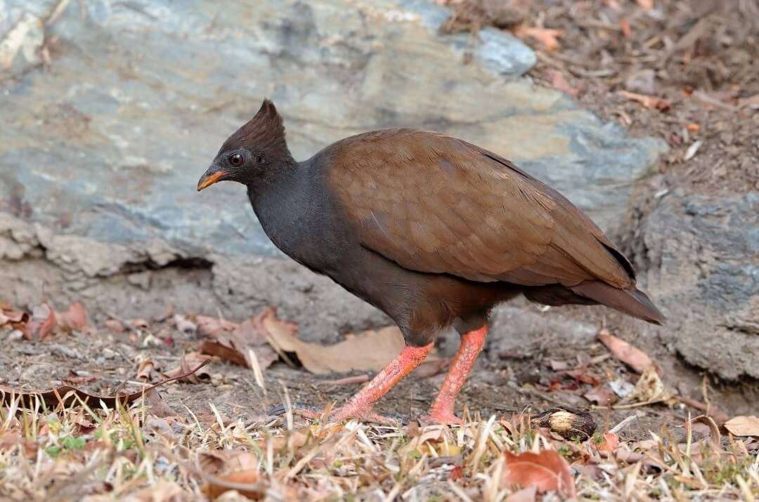 orange-footed scrubfowl in komodo