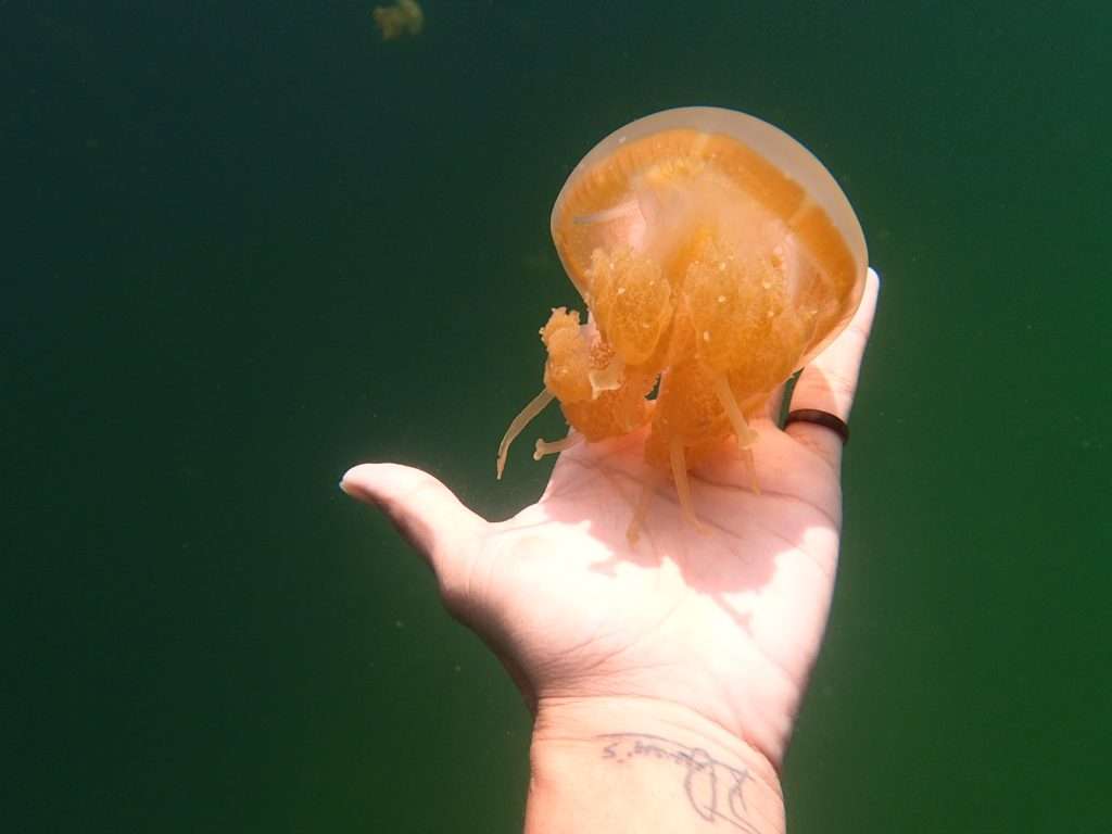 hand touch a jellyfish