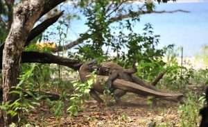 two komodo dragons fight