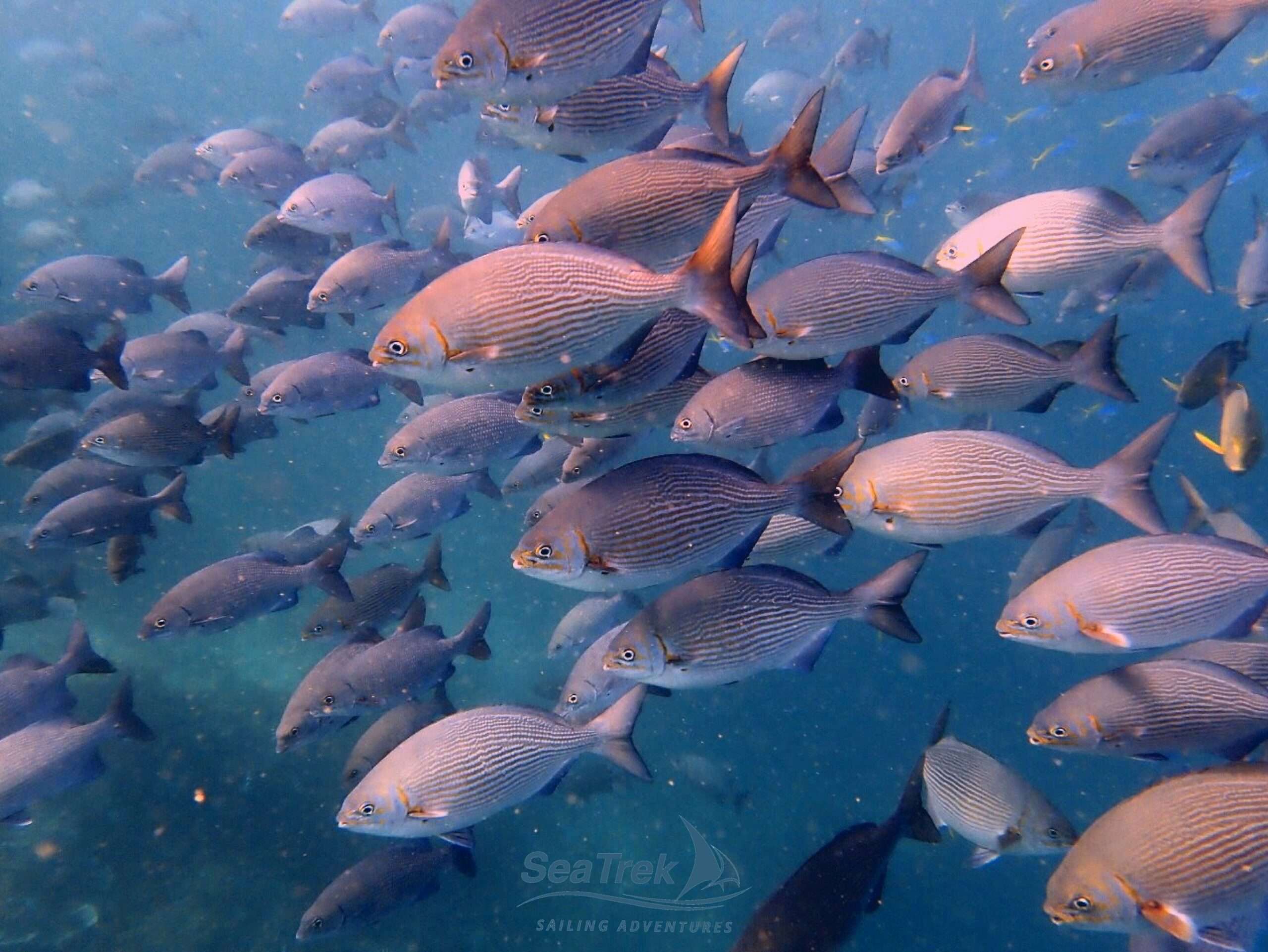 School of Fish.