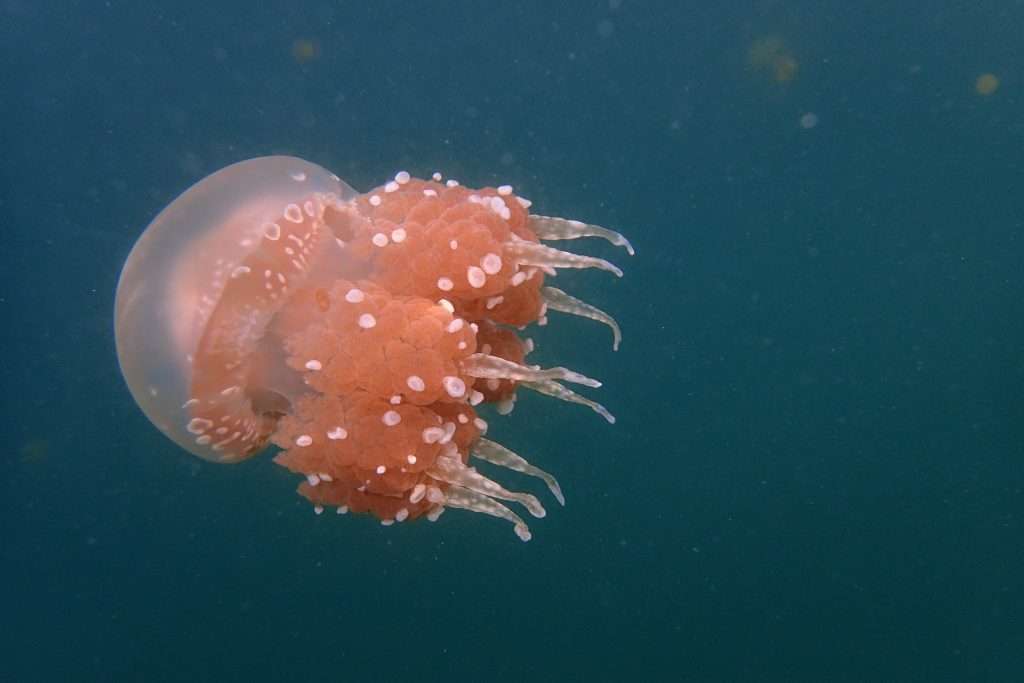 stingless jellyfish