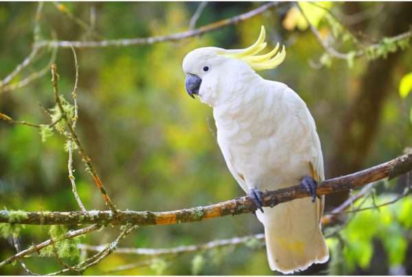 cockatoo