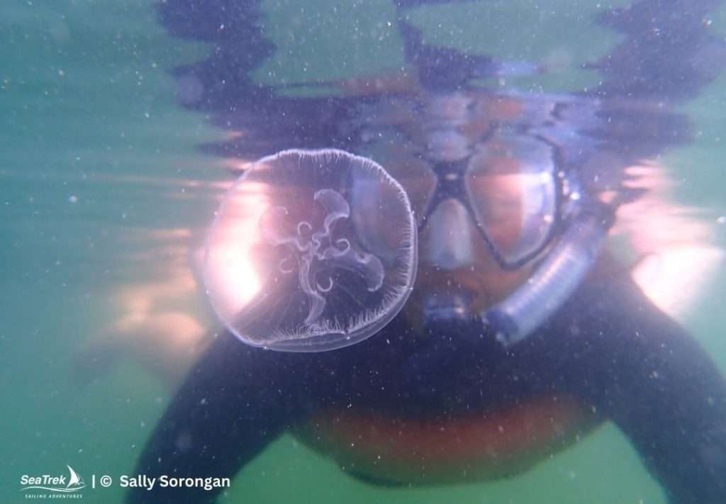swimming with stingless jellyfish in raja ampat