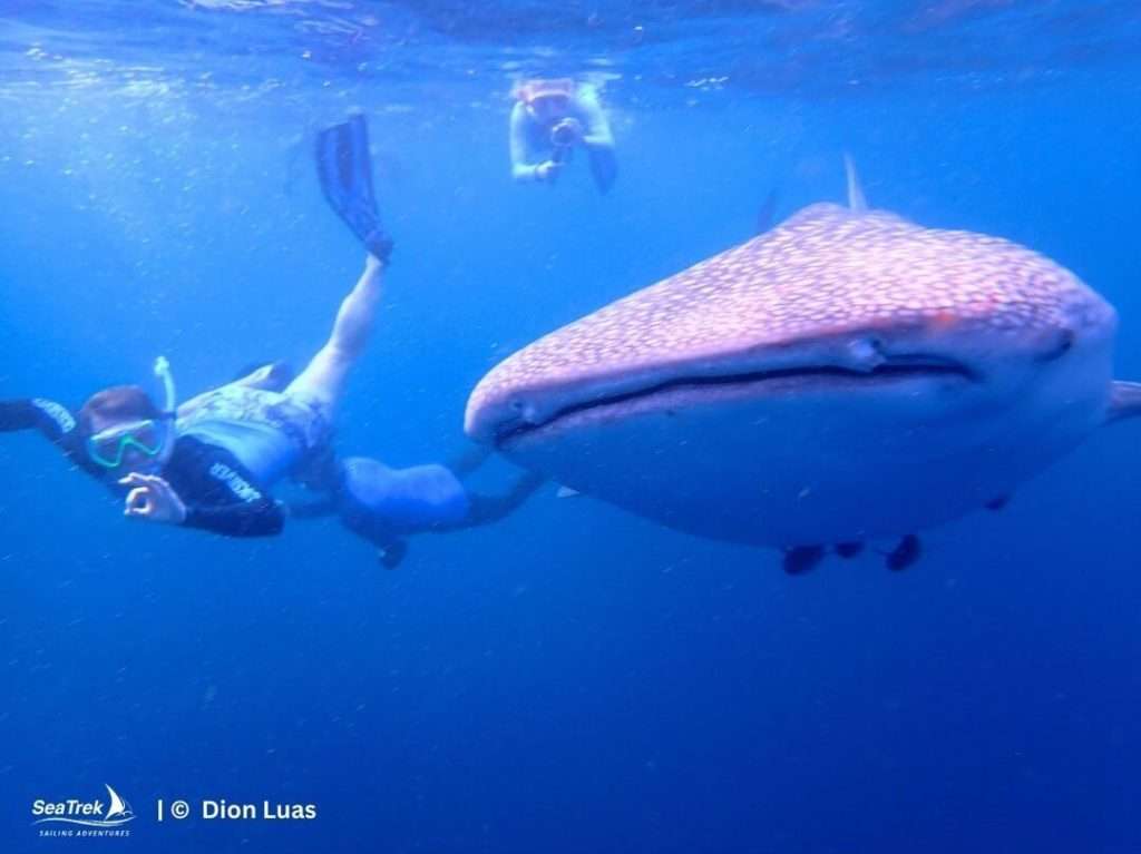 swimming with whale shark in raja ampat