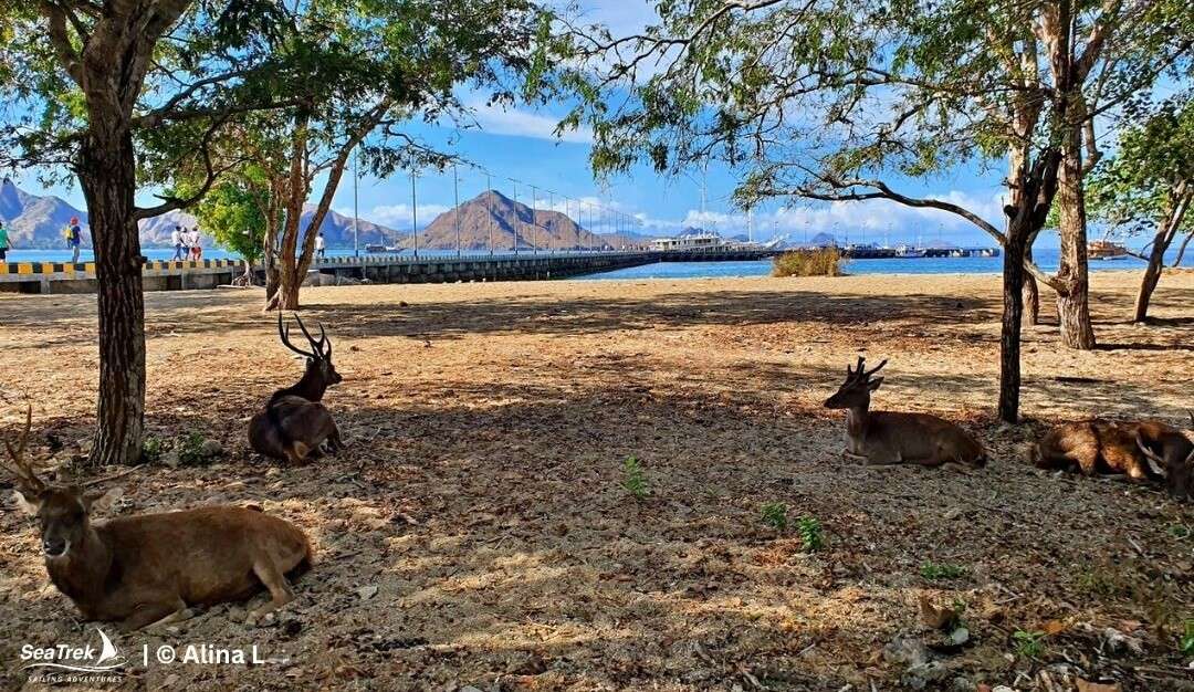 timor deers with the beautiful view of komodo national park