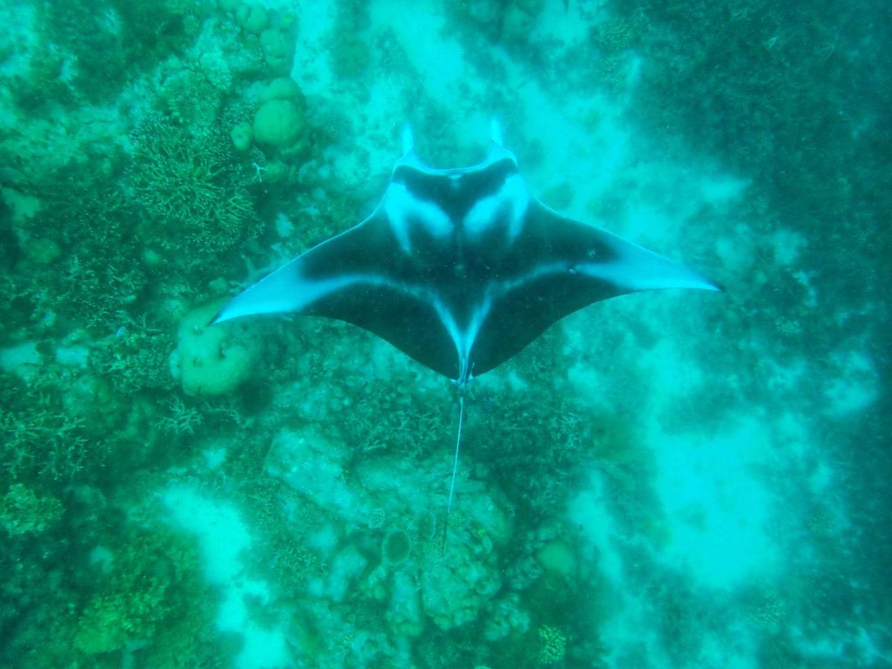A manta name ombak putih