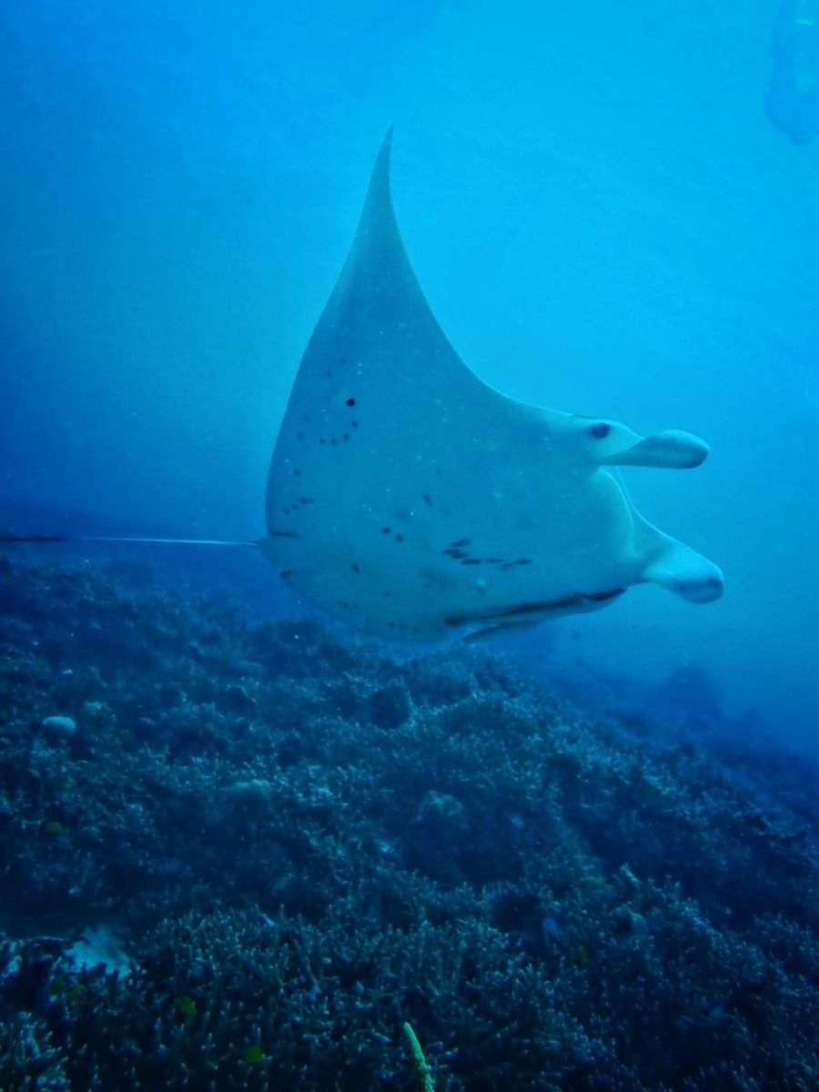 Manta ombak putih from below