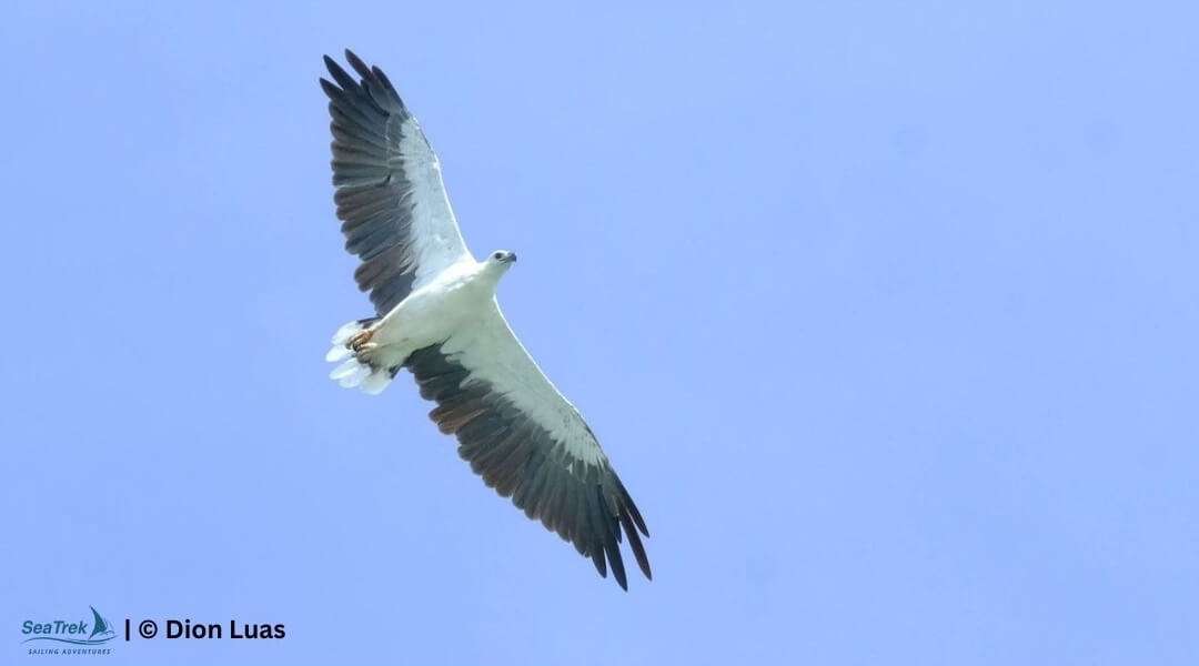 the flying machine white-bellied sea eagle in komodo