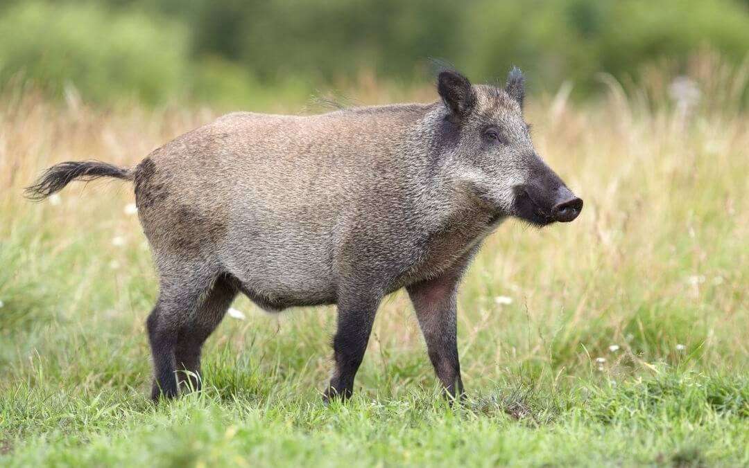 wild boar in komodo