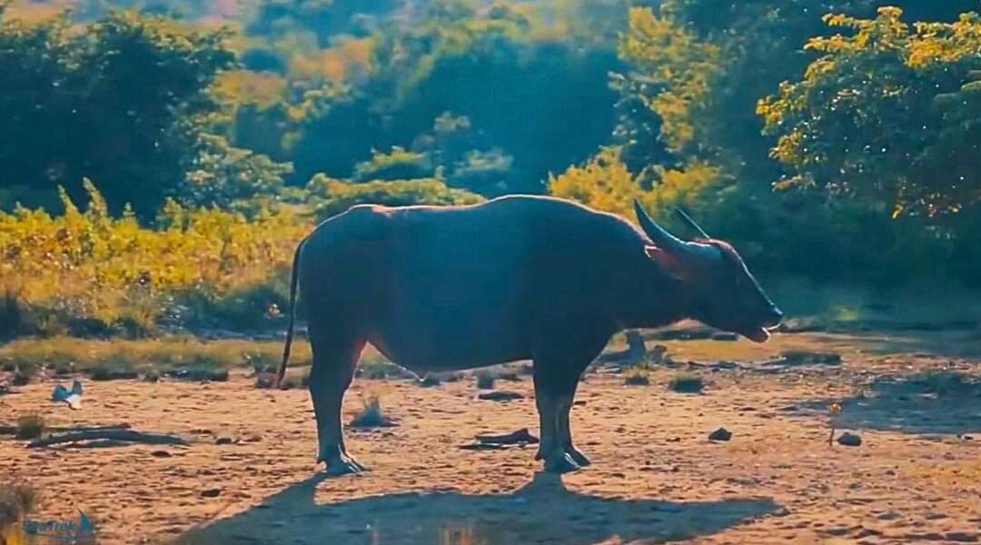 wild water buffalo in komodo