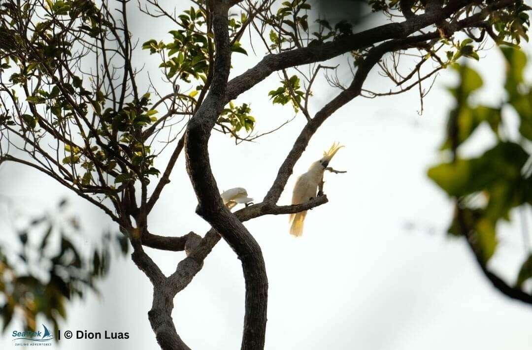 yellow-crested cockatoo in a tree in komodo