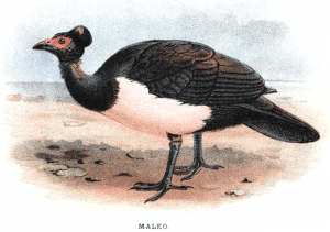 Maleo Bird