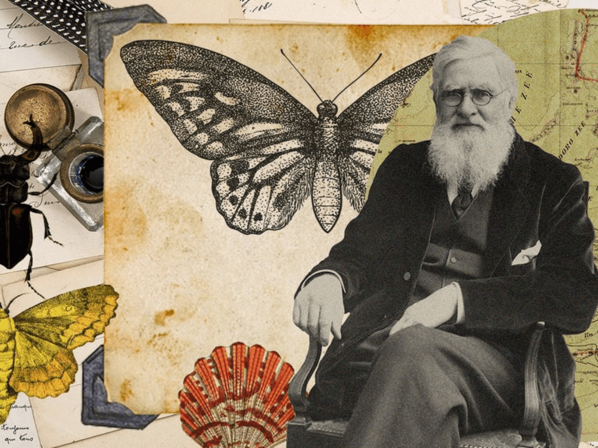 illustration of alfred russel wallace and specimens he discovered