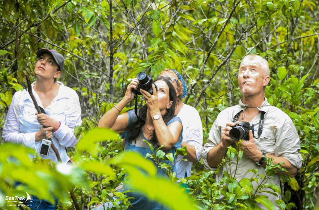 birdwatching in raja ampat