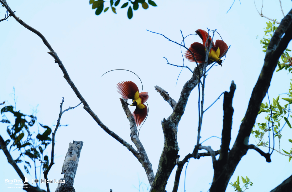 Red Birds of Paradise in Raja Ampat