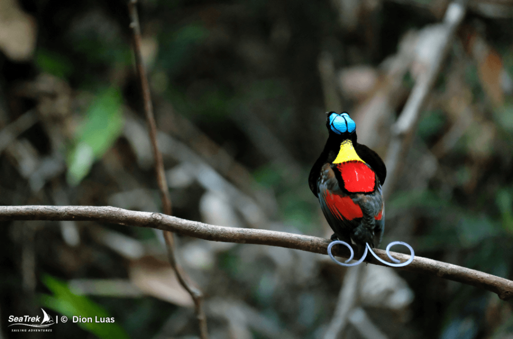 Wilson's Birds of Paradise in Raja Ampat