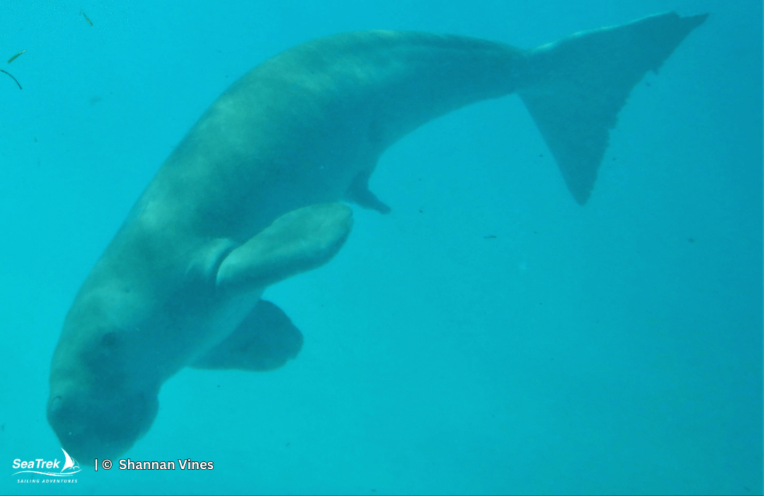 a dugong called mawar