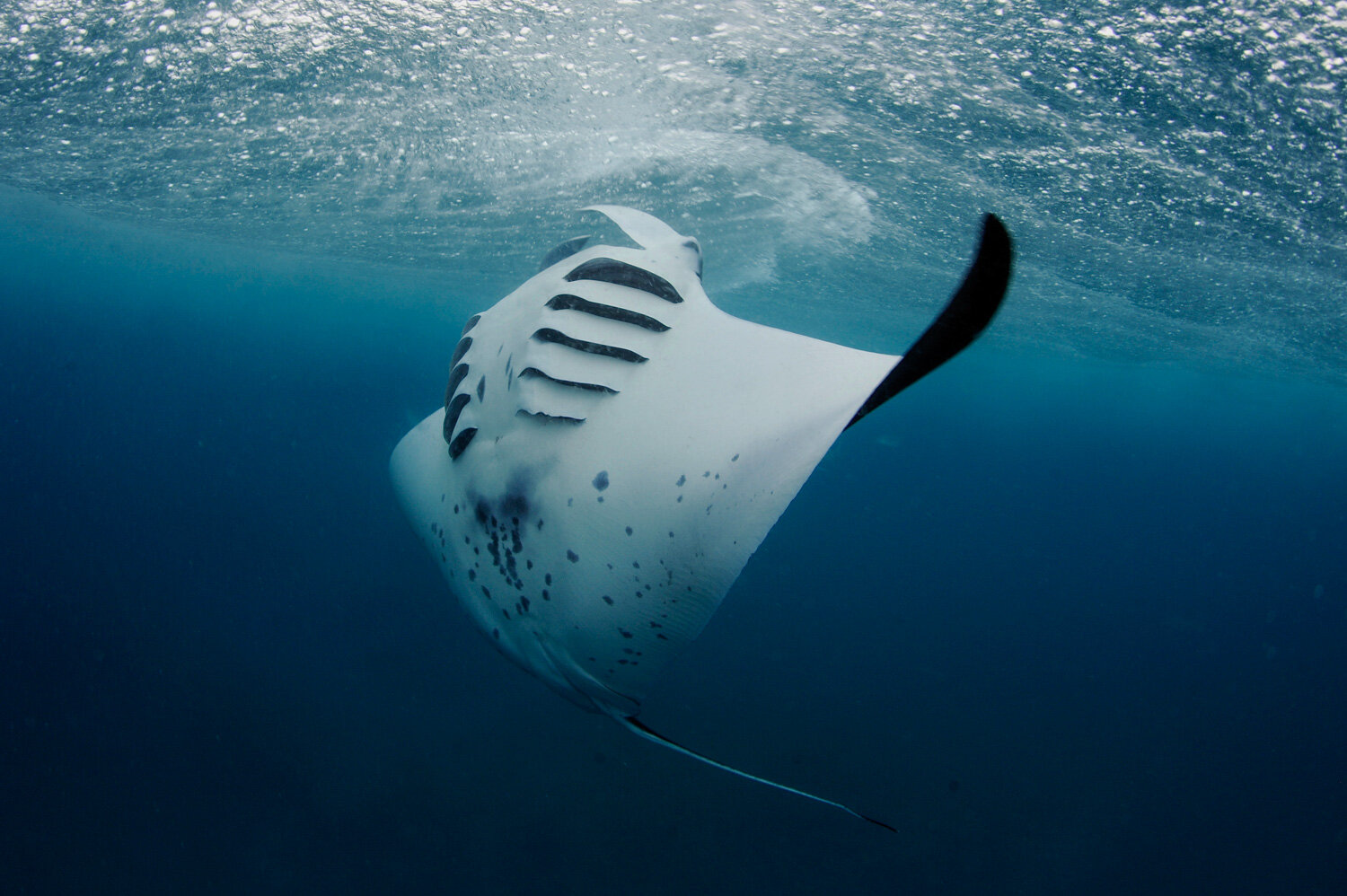 Manta