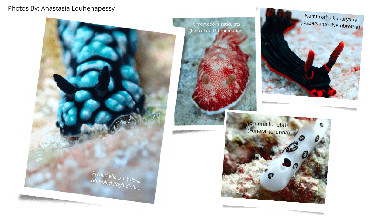 nudibranchs