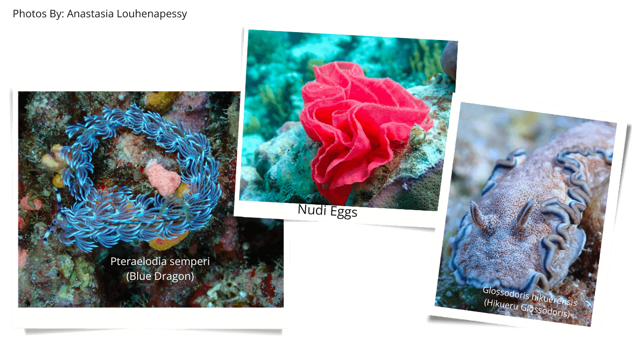 Nudibranchs species
