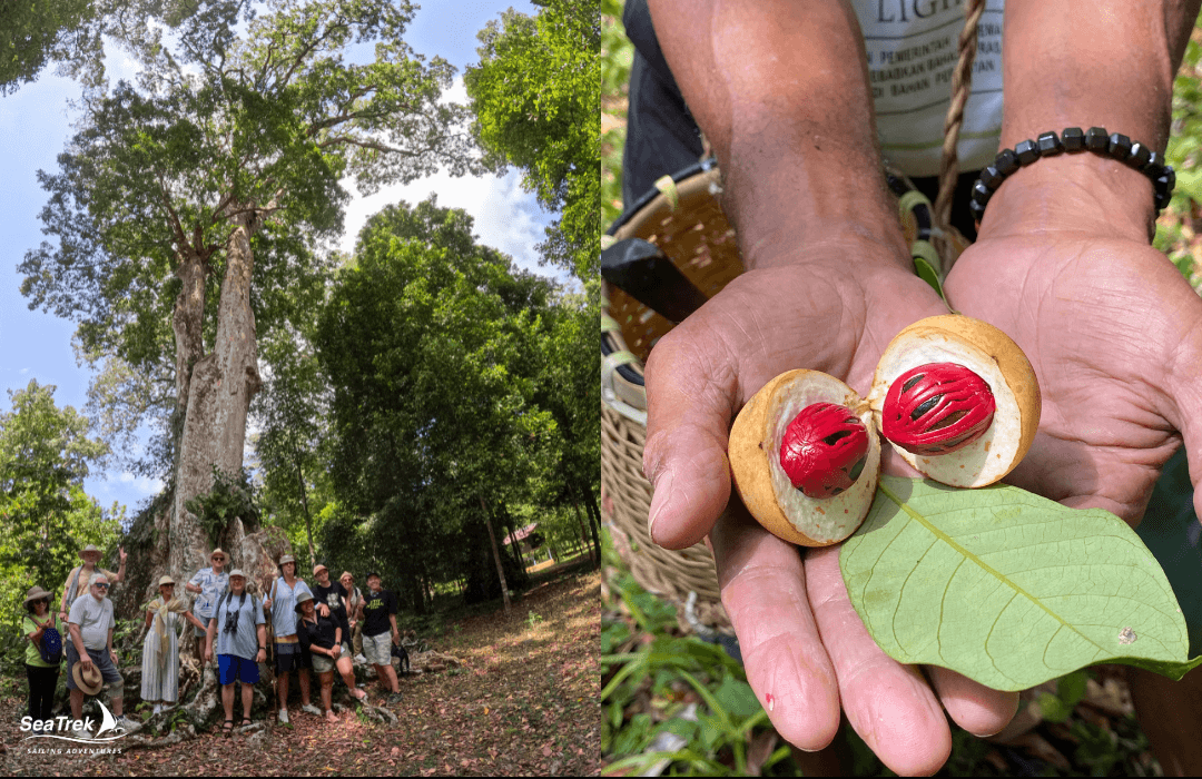 nutmeg plantation around fort hollandia banda