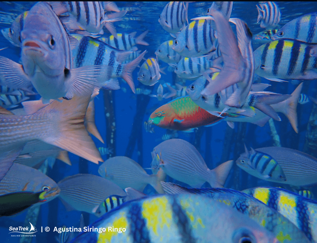 Raja ampat snorkeling at Yenbuba