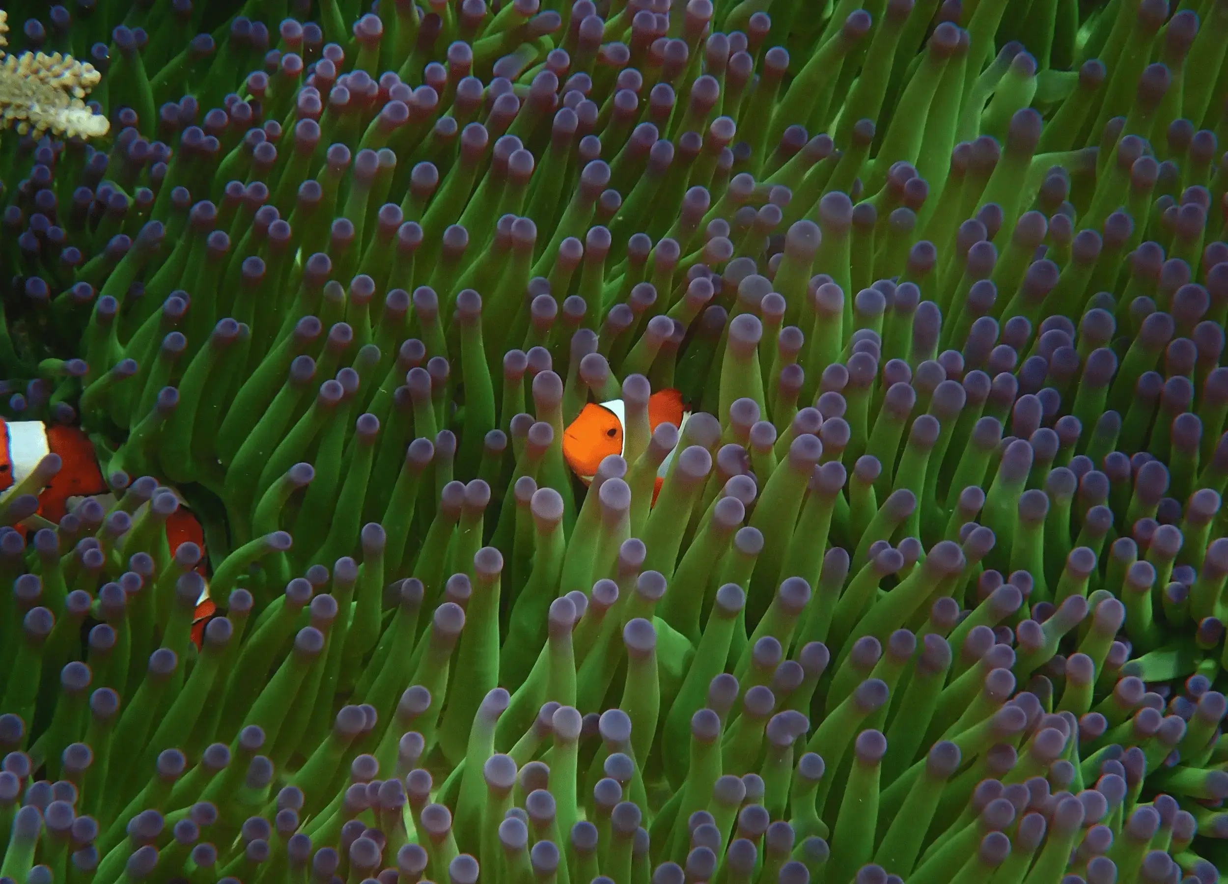 anemone fish