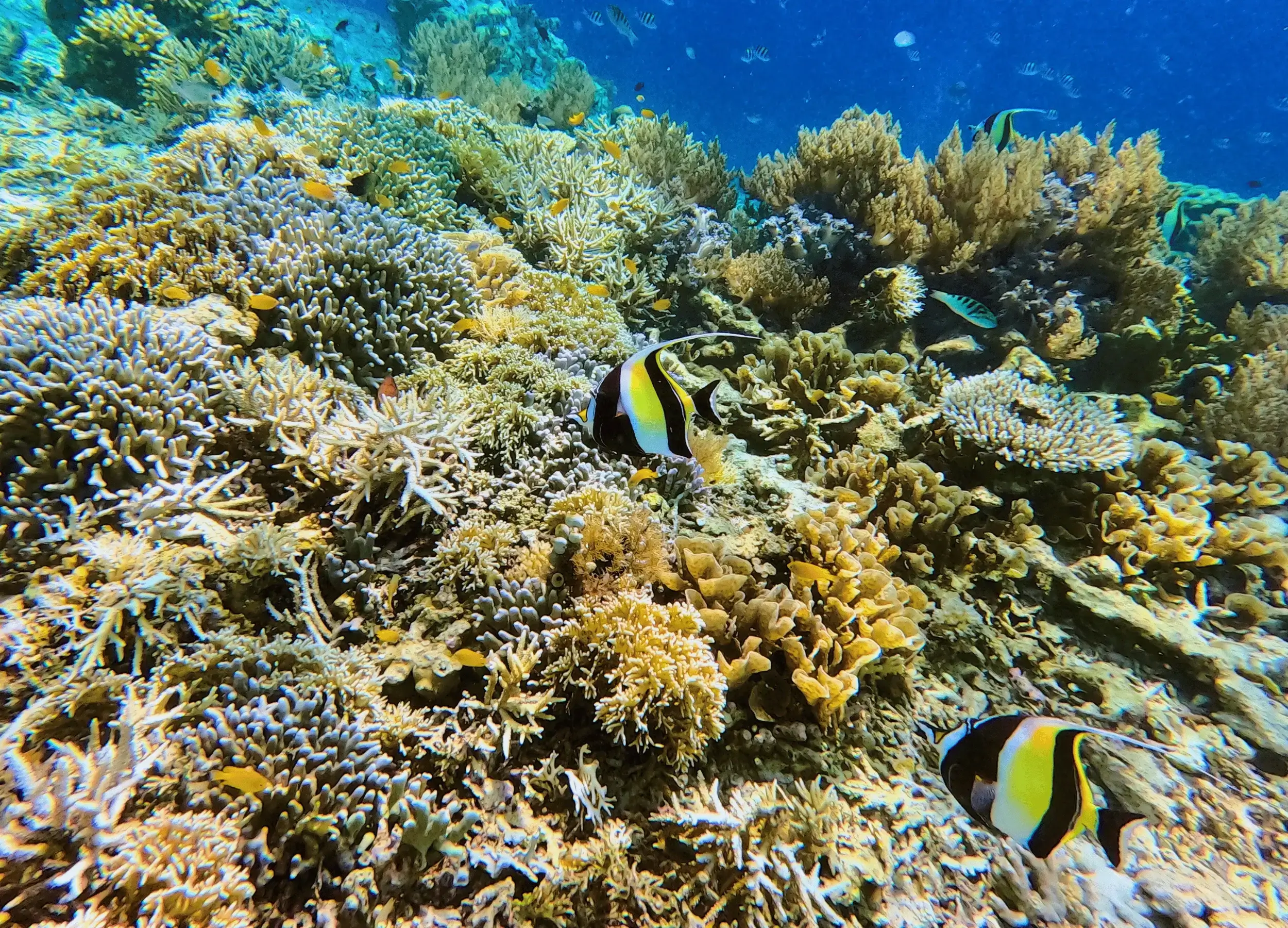 fish and coral in Raja Ampat