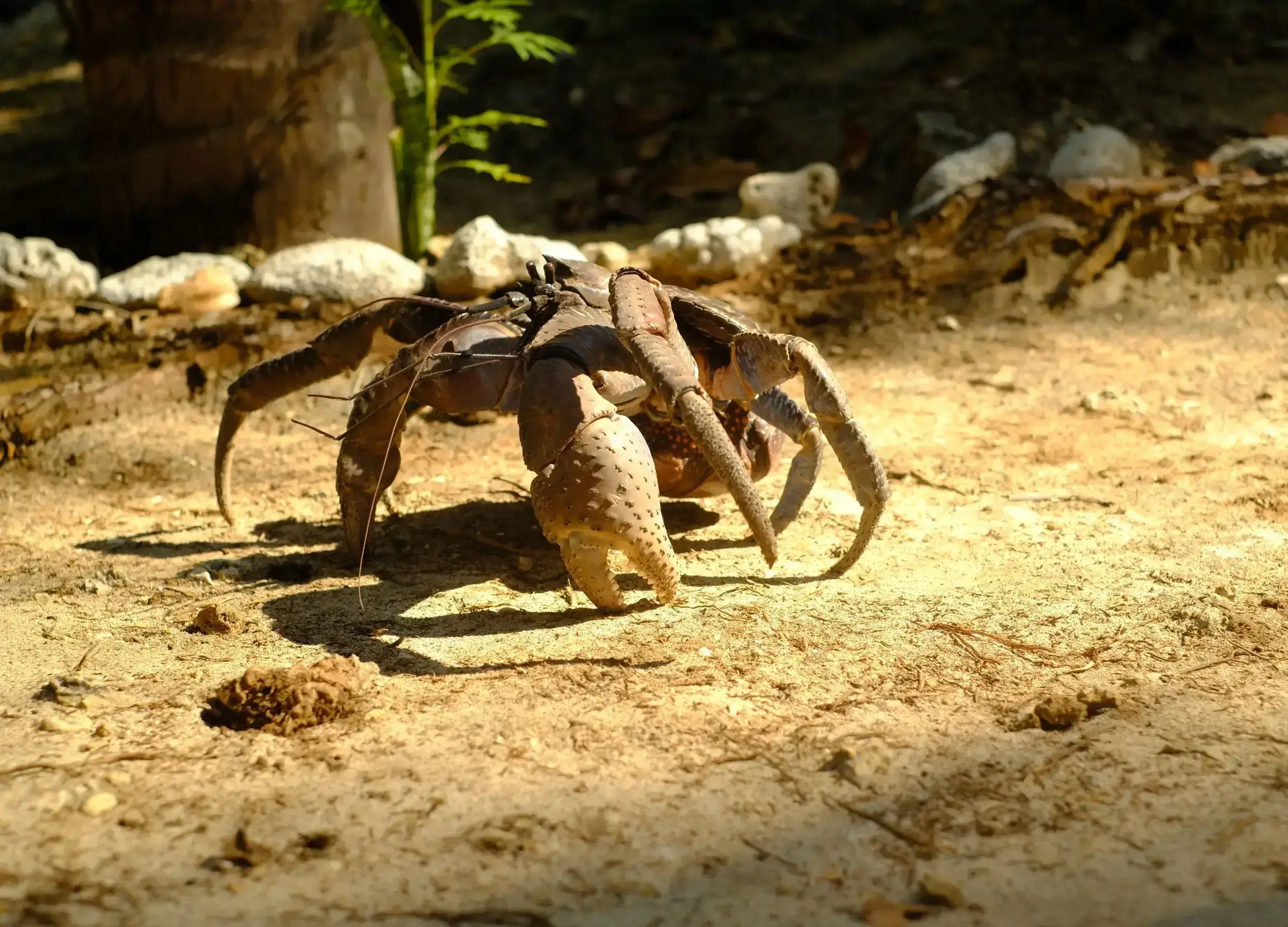 Giant Coconut Crab in Raja Ampat