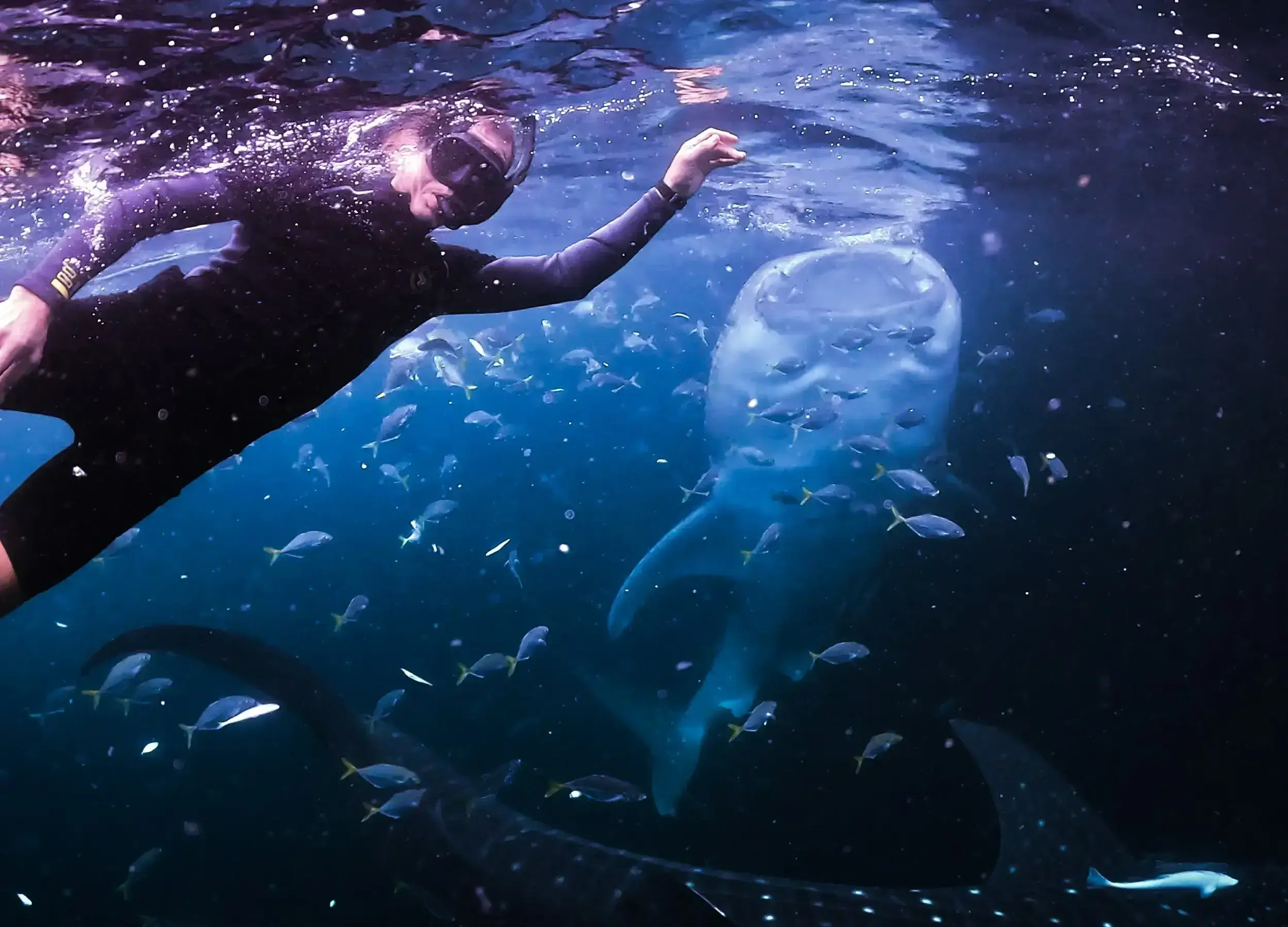 SeaTrek guest swim with whale sharks in Raja Ampat