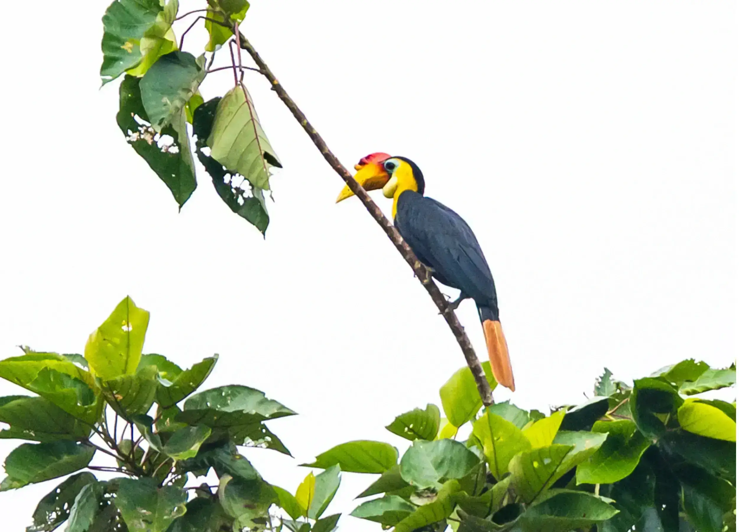 Hornbills
