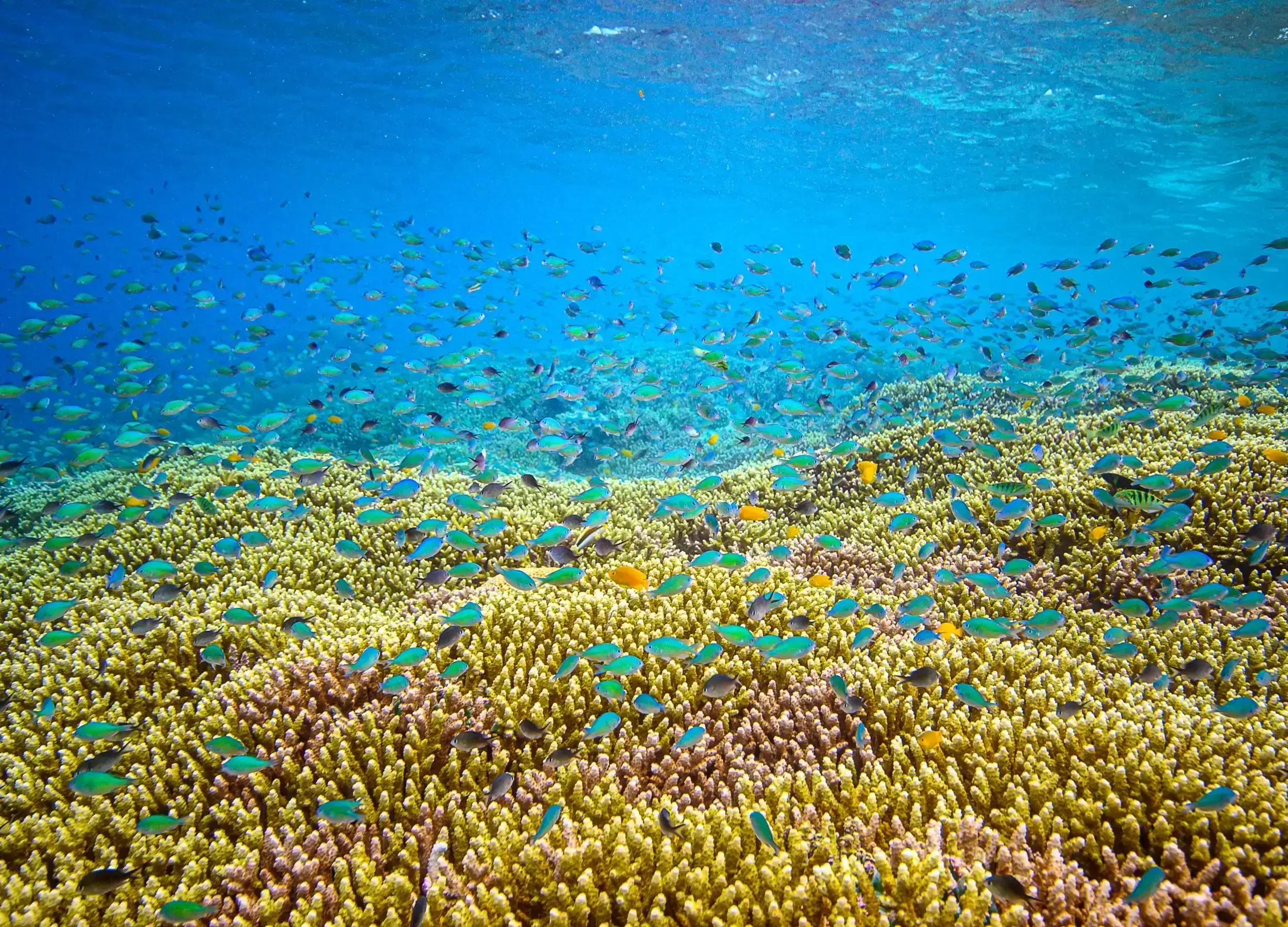 Isopora Bruggemani Corals