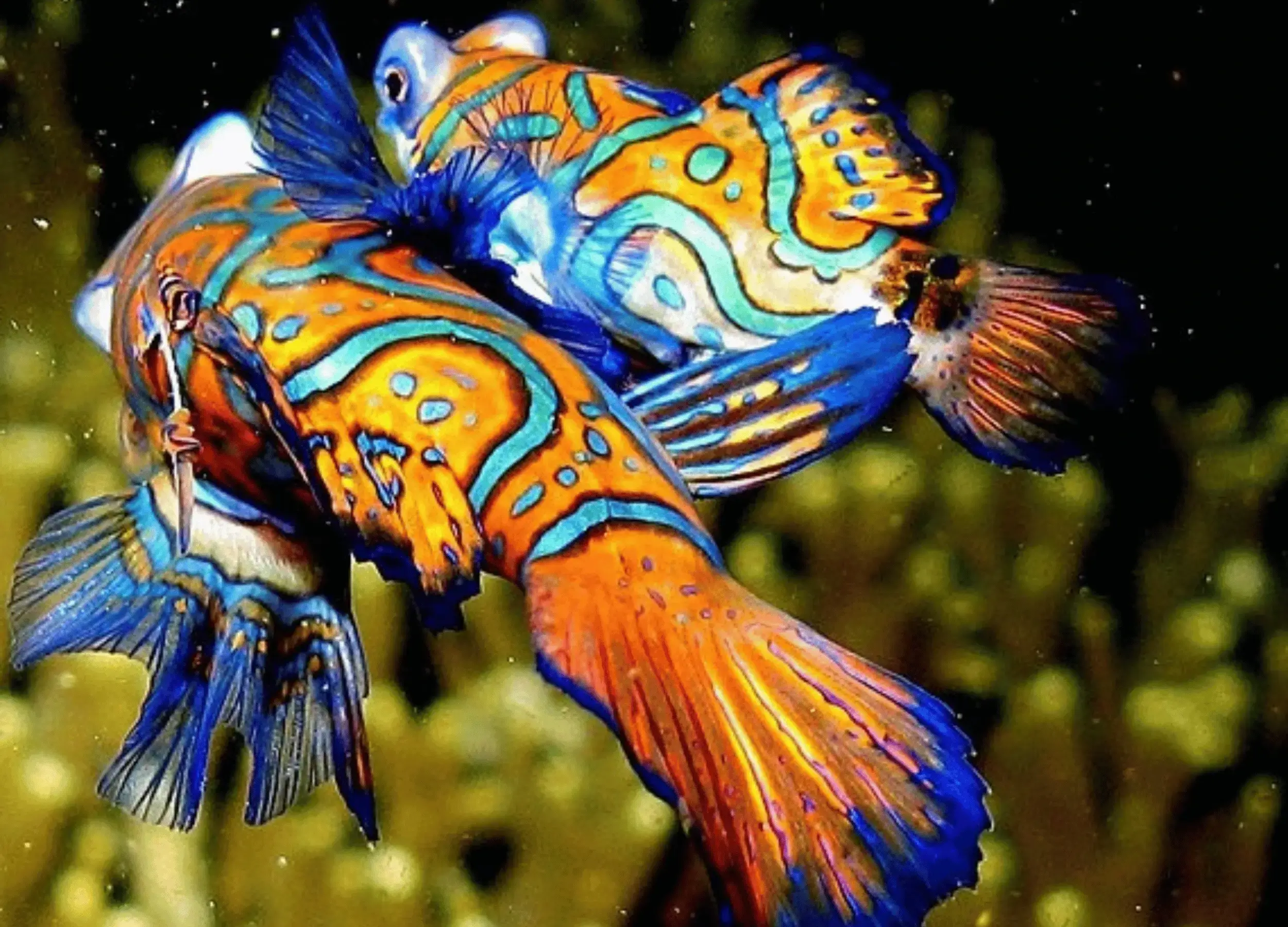  Mandarin fish