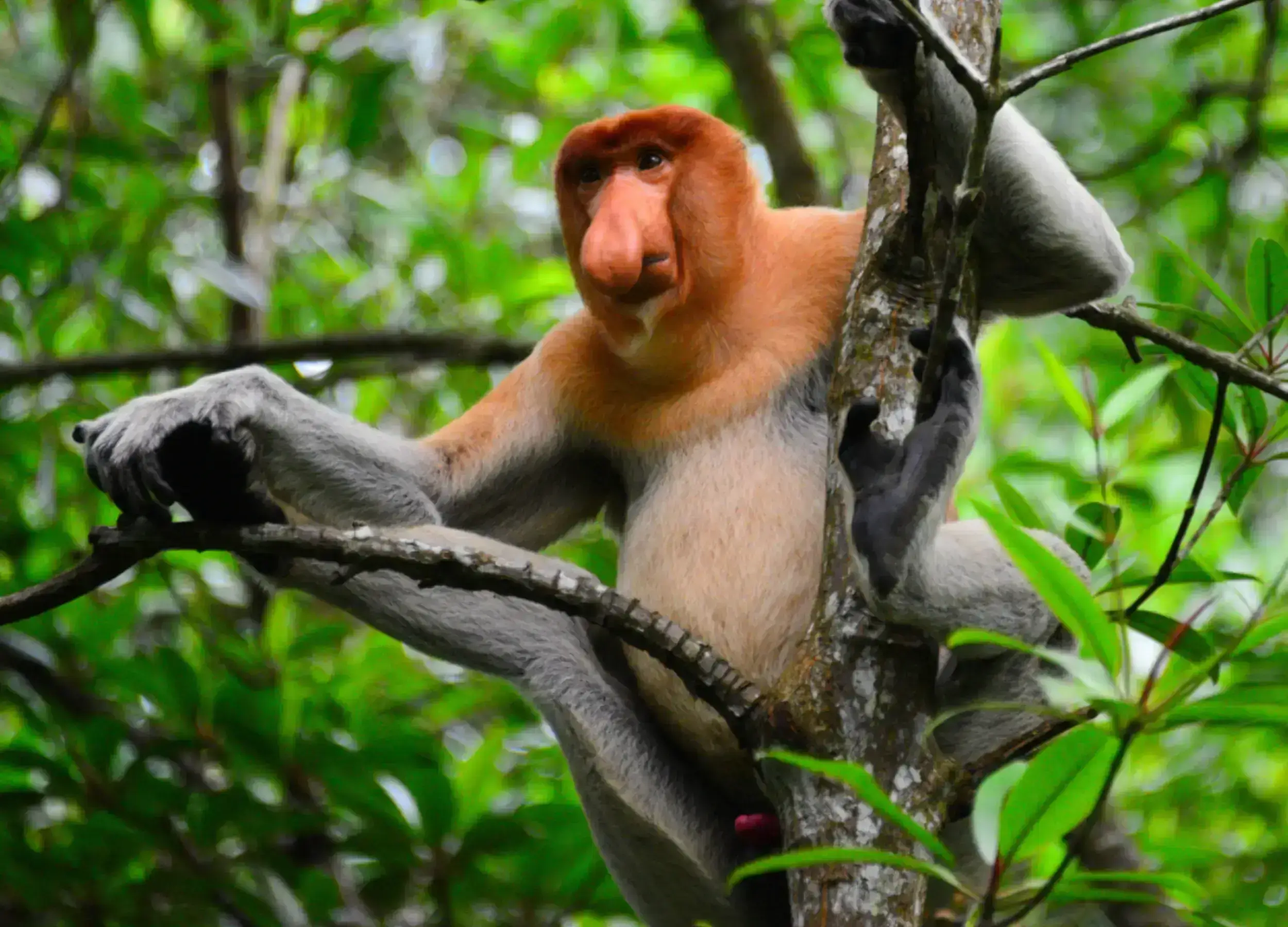 Proboscis Monkey in Borneo