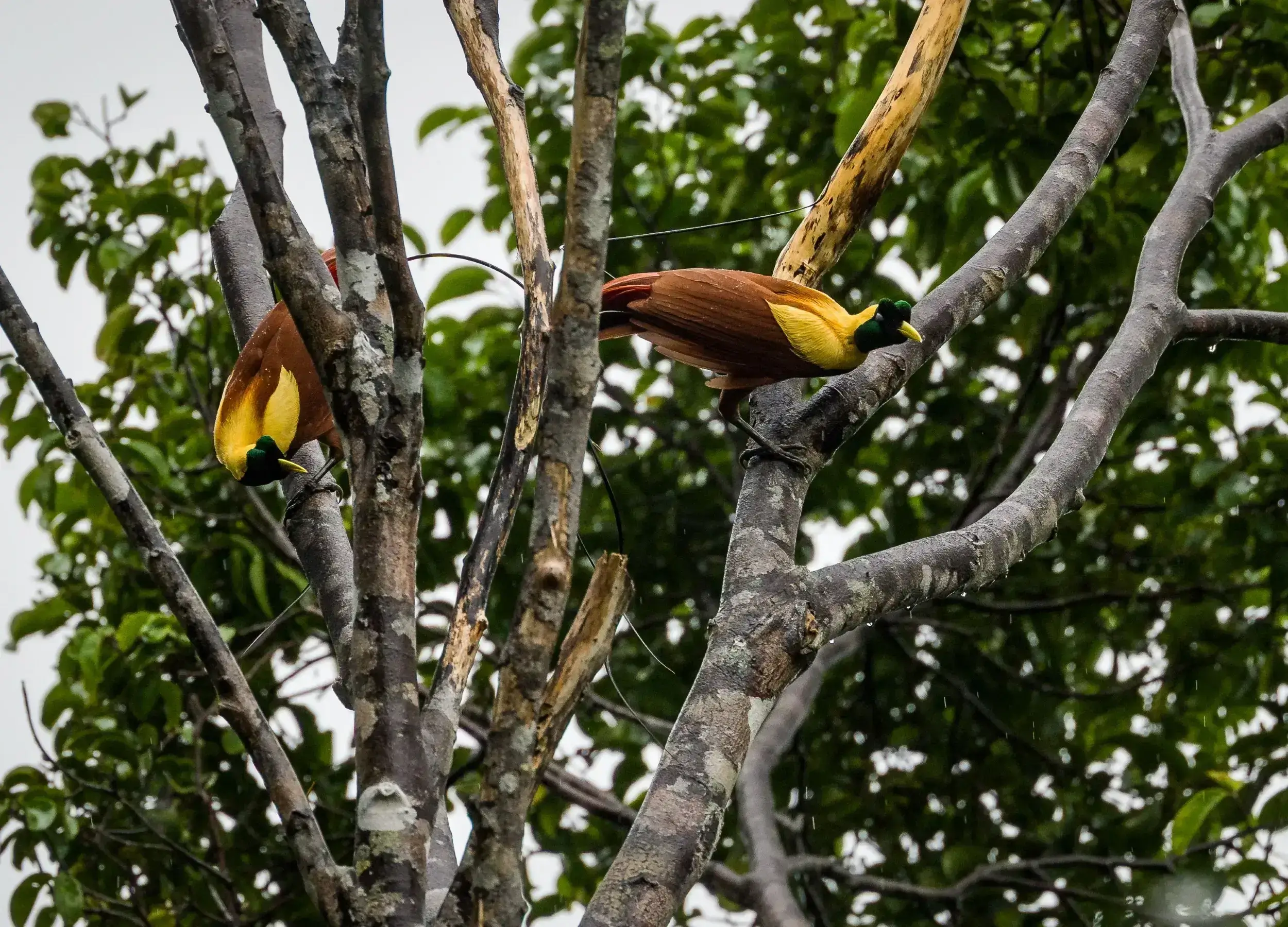 Two Red Birds of Paradise in Raja Ampat forest performing mating dance