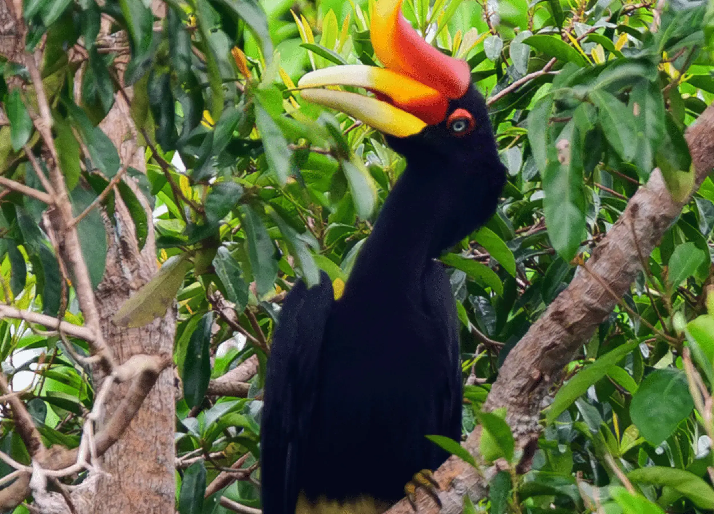 Rhinoceros Hornbill in Borneo, Kalimantan.