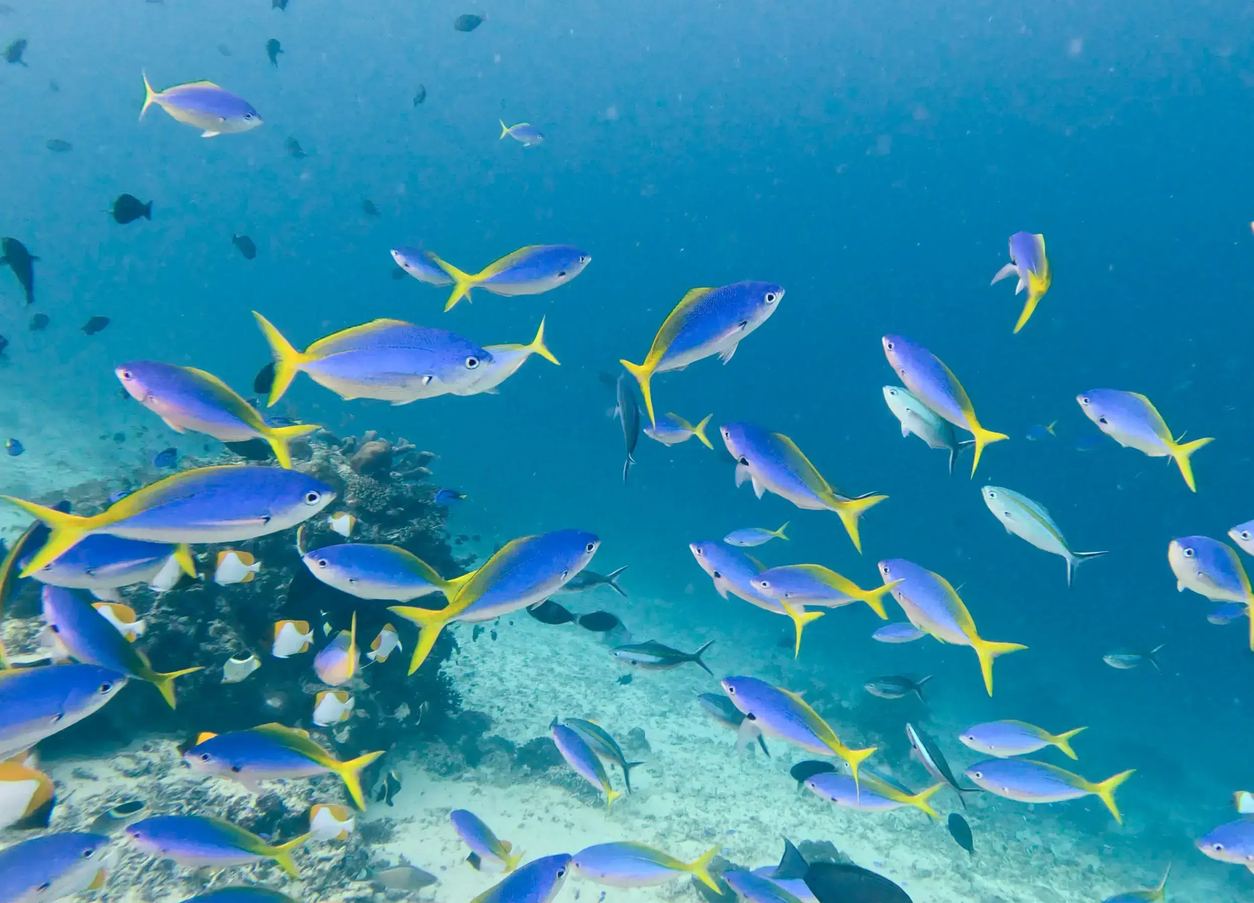School of Yellow-tail Fusilier