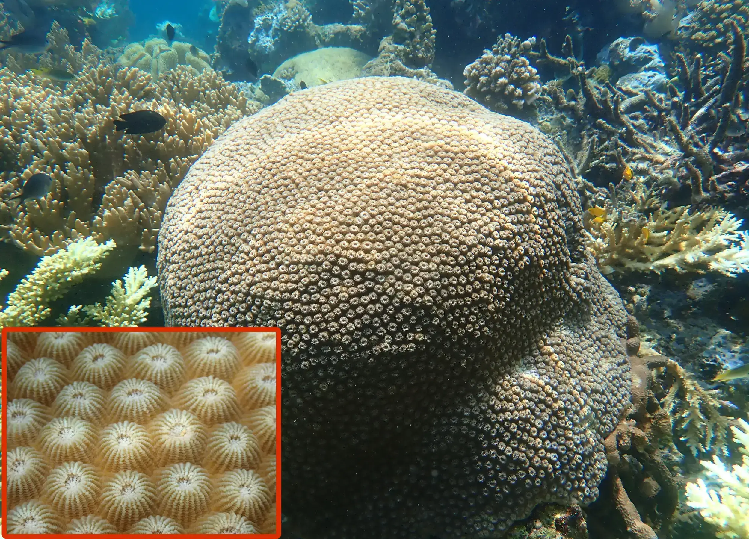 Honeycomb Coral, Genus Favites from afar and close up. 