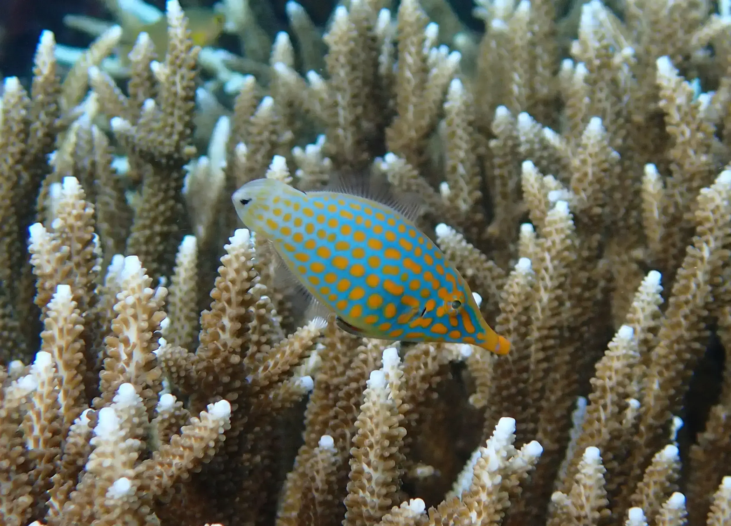 Longnose Filefish, Oxymonacanthus longirostris. Conservation Status: vulnerable (VU) (IUCN Red List)